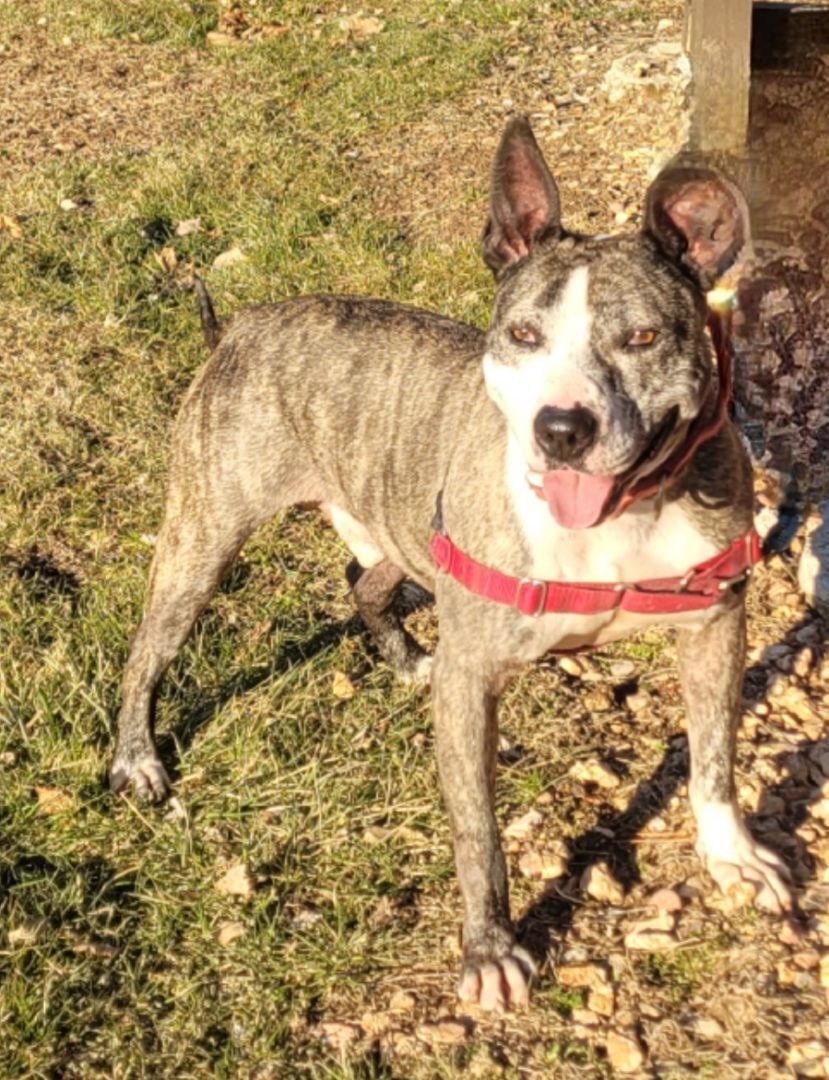 Enlarge Harley (Dog friendly), a Adoptable mixed breed in Monroe Twp, NJ image 6/15