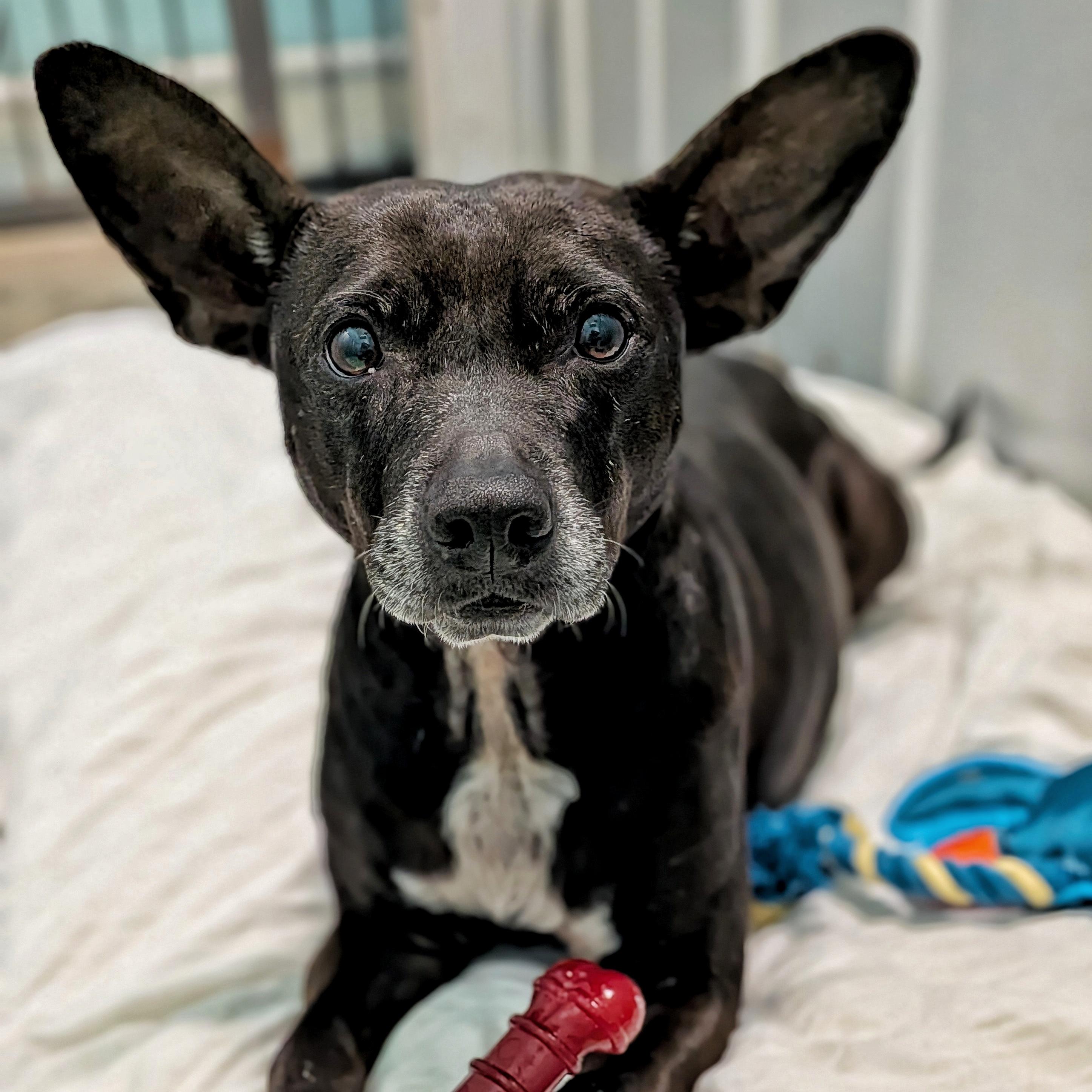 Enlarge Smiley, a ADOPTABLE Mixed Breed in Eustis, FL image 1/1