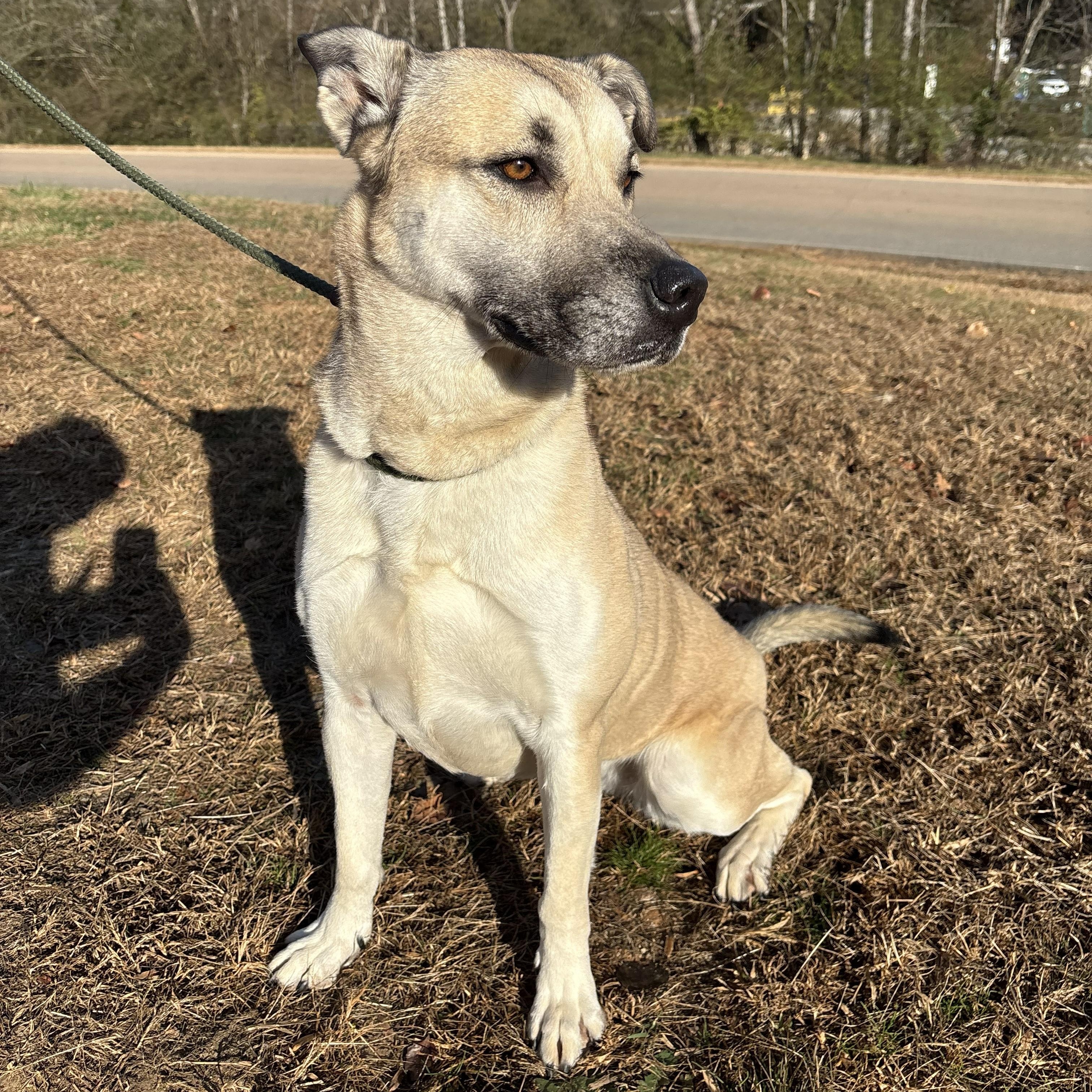 Enlarge Tora, a Adoptable mixed breed in Franklin, NC image 5/5