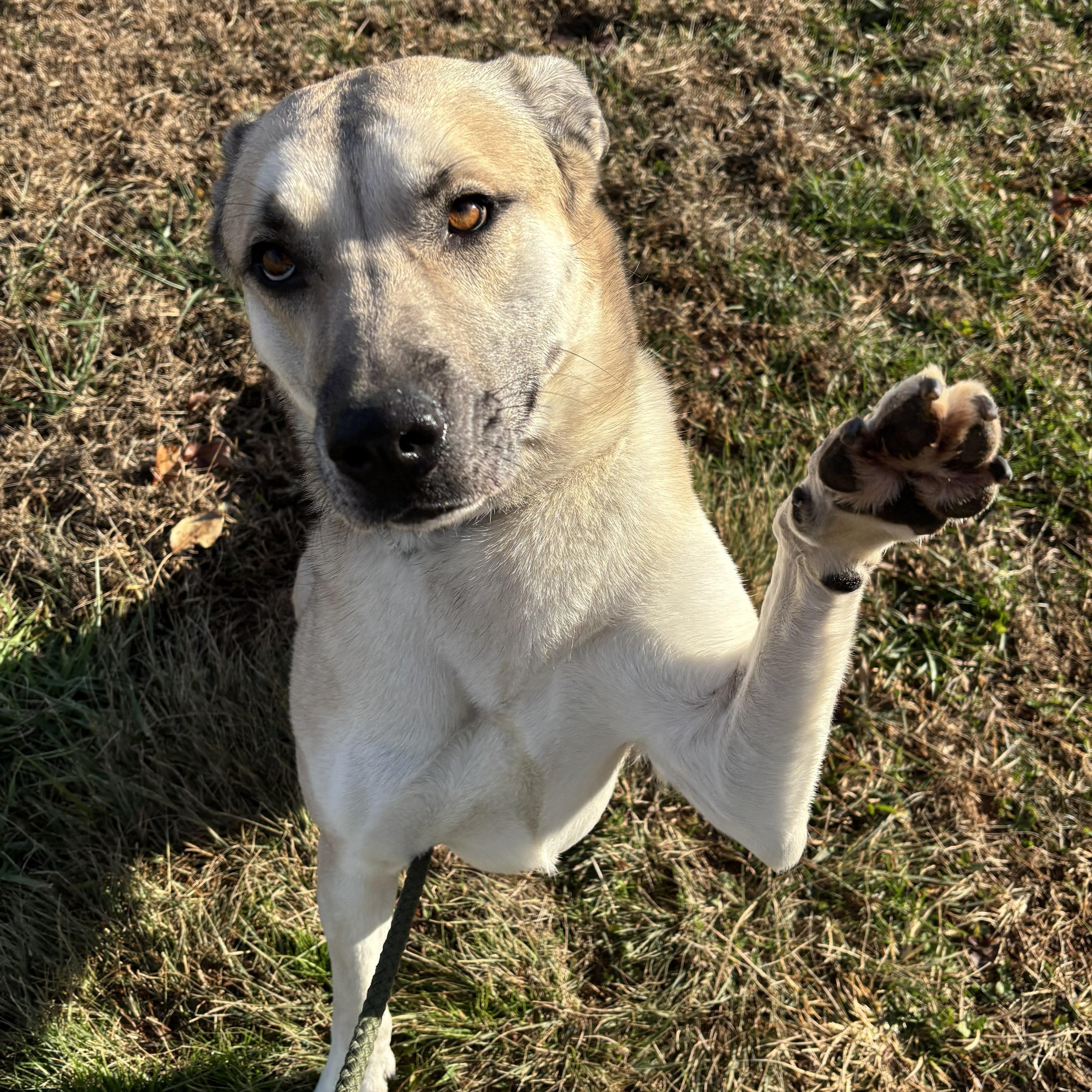 Enlarge Tora, a Adoptable mixed breed in Franklin, NC image 4/5
