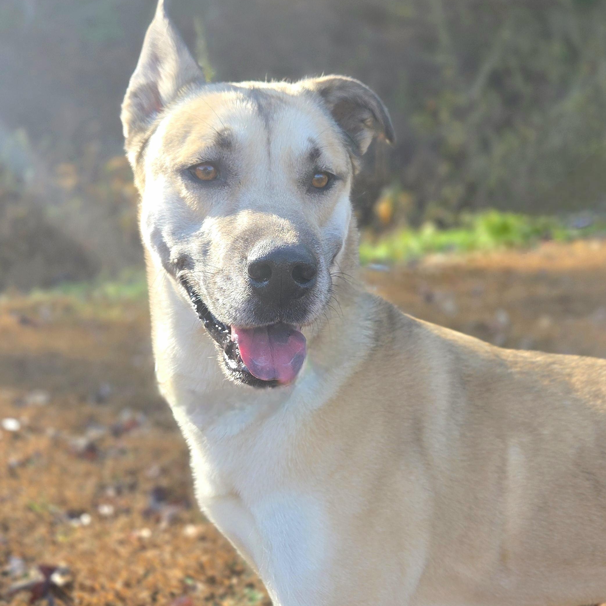 Enlarge Tora, a Adoptable mixed breed in Franklin, NC image 1/5