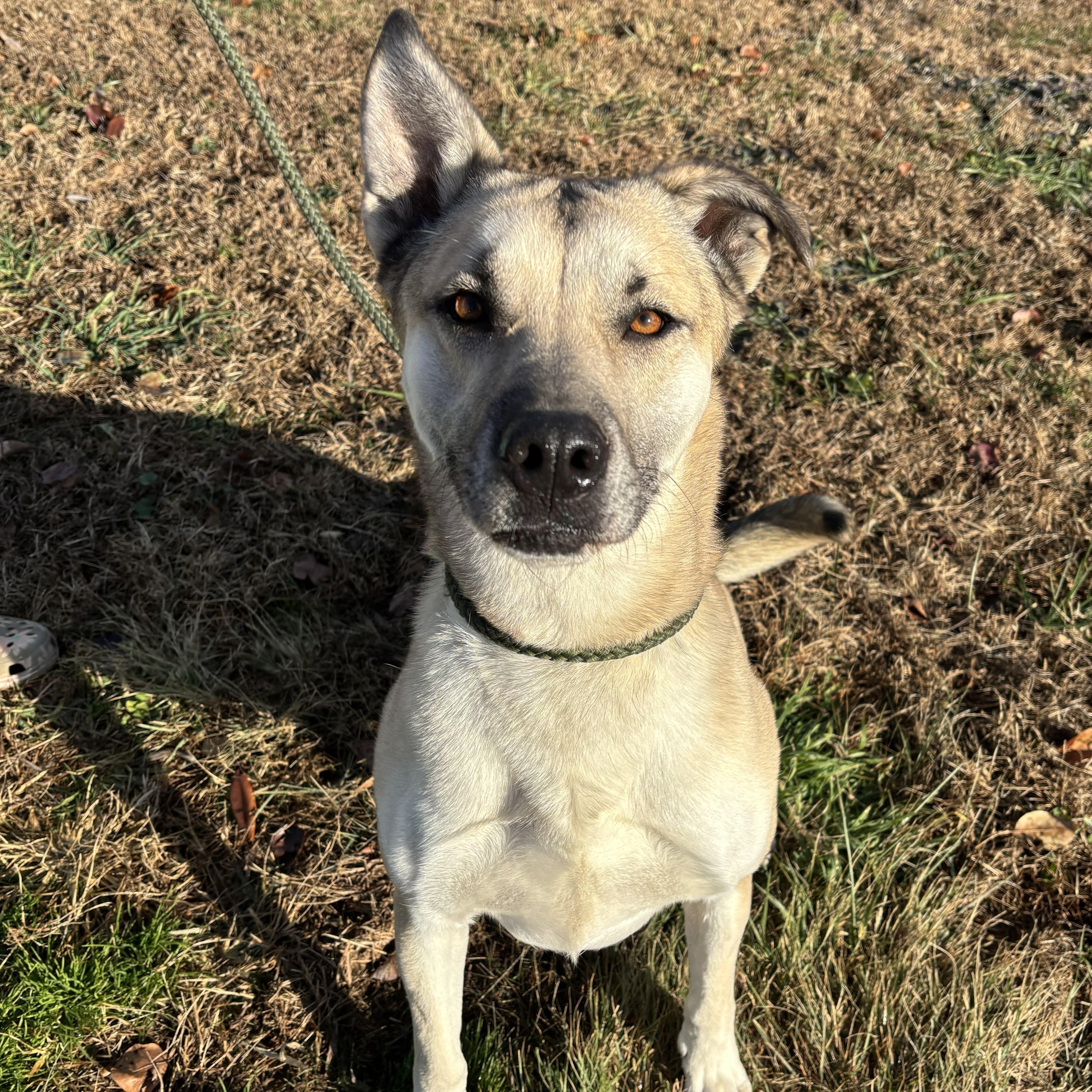 Enlarge Tora, a Adoptable mixed breed in Franklin, NC image 2/5