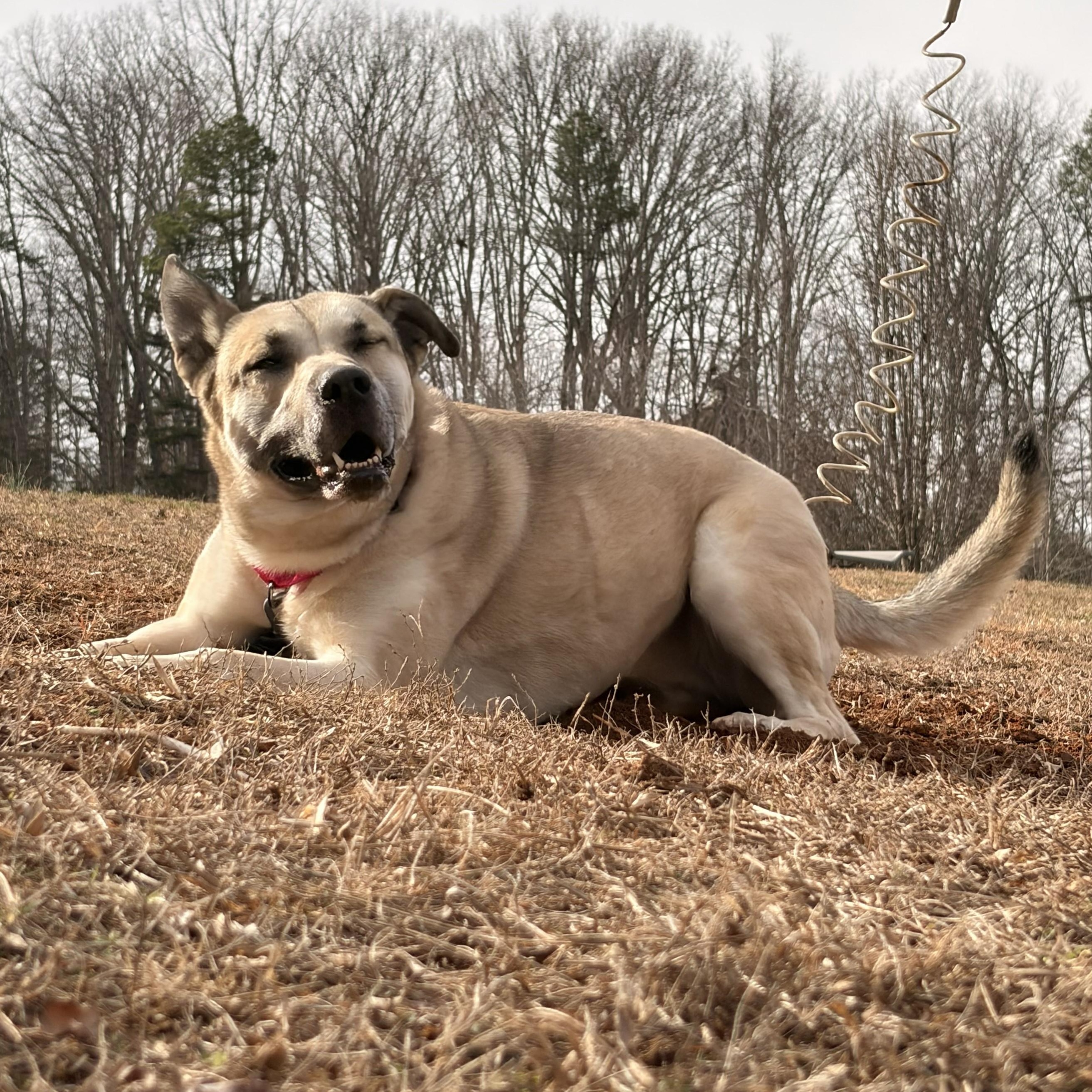 Tora, a Adoptable mixed breed in Franklin, NC image 2/6