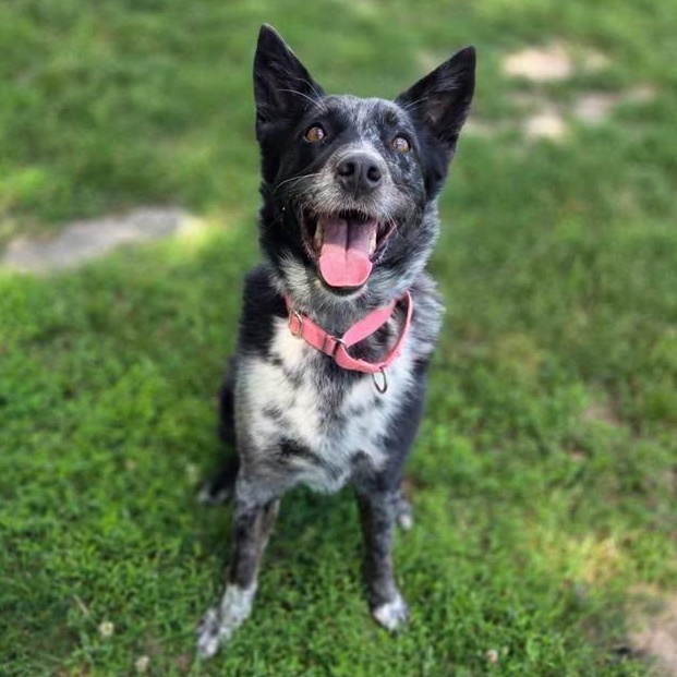 Abilene, adopted, Adult Female Australian Shepherd.