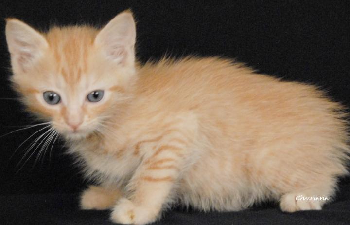 Fenty, a Adoptable Tabby in Newland, NC image 2/2