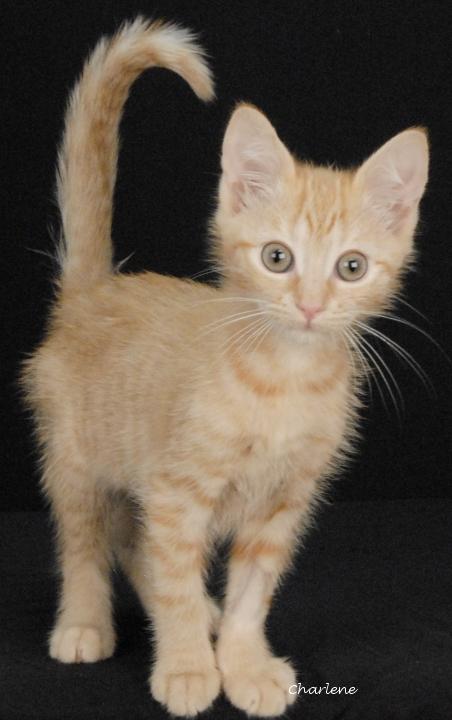 Fenty, a Adoptable Tabby in Newland, NC image 1/2