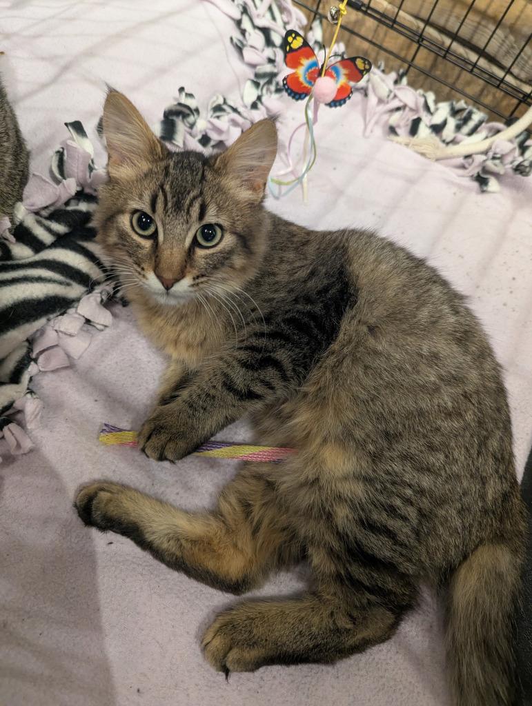 Meatloaf, Adopted, Kitten Male Domestic Short Hair.