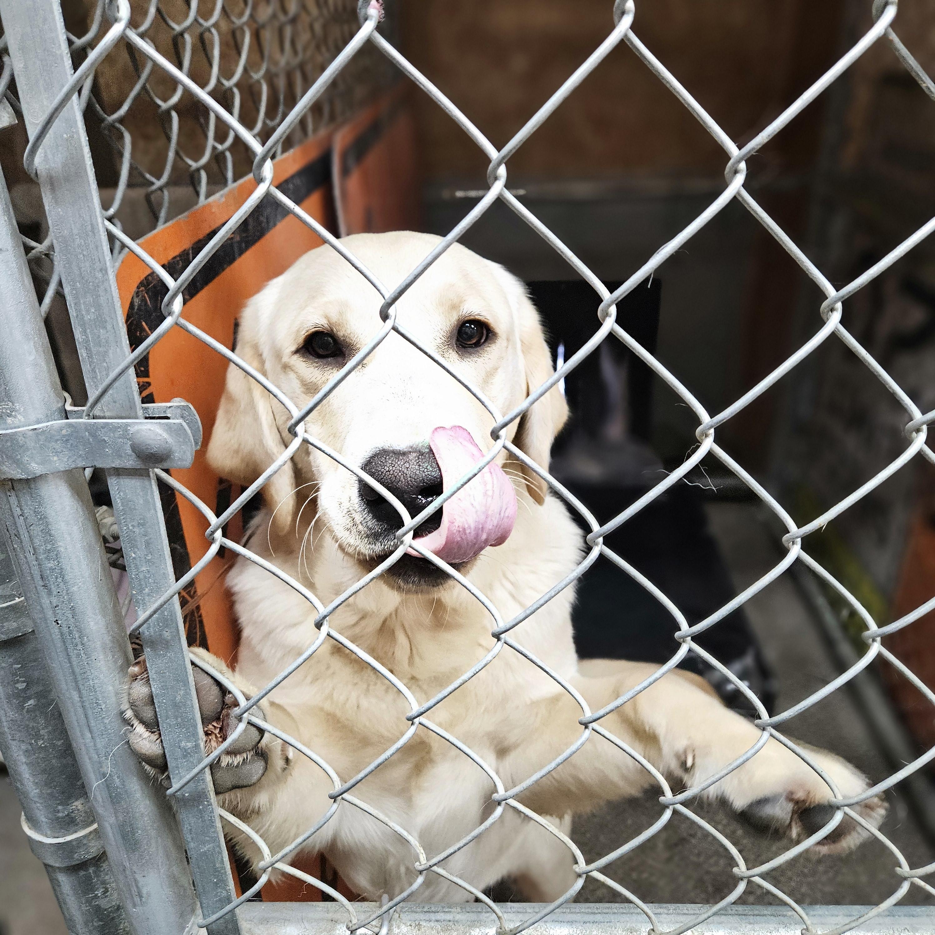 Enlarge Krugger - Young Pup Needs Foster!, an adopted mixed breed in Seattle, WA image 2/2