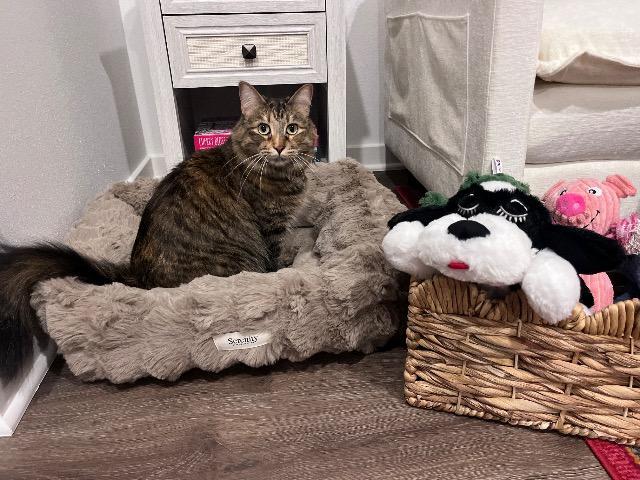 Faye, Adoptable, Adult Female Domestic Medium Hair.