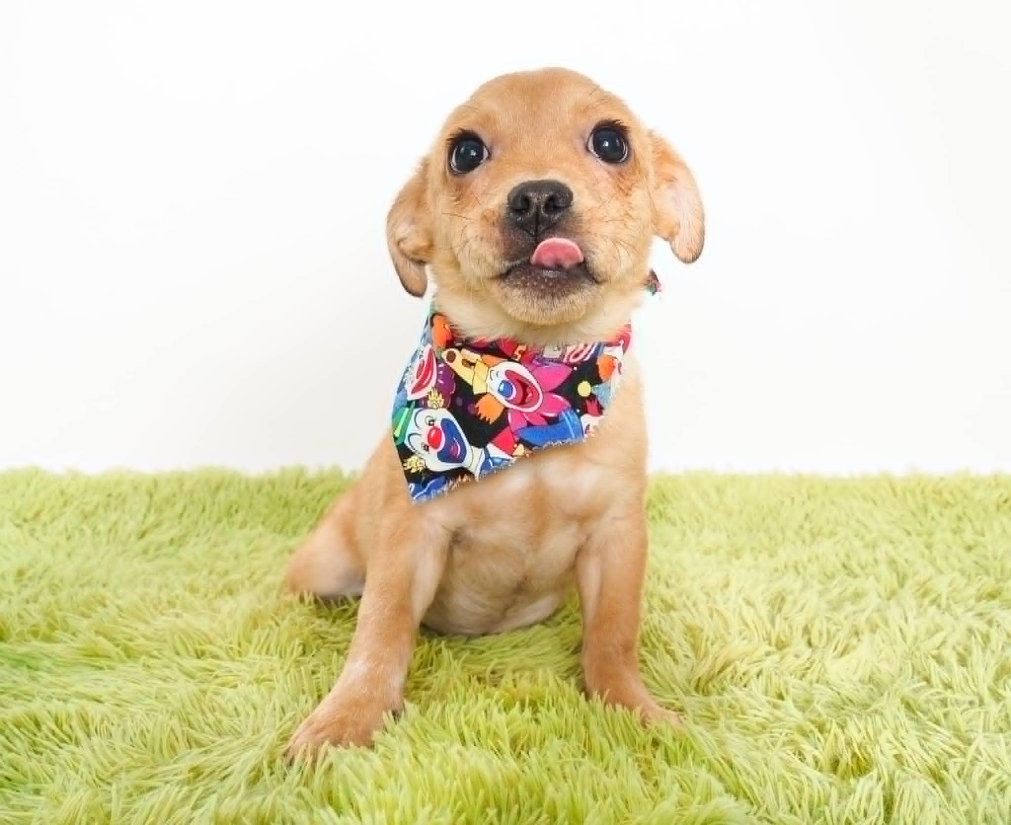 Scooby, ADOPTABLE, Puppy Male Chihuahua.