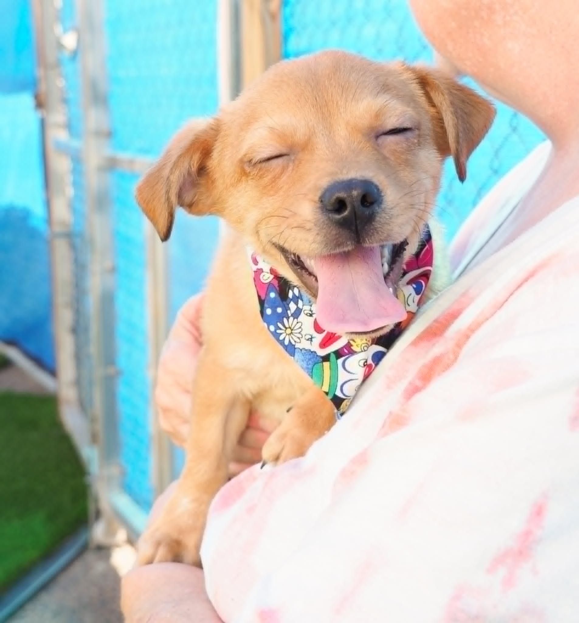 Scooby, a ADOPTABLE mixed breed in PHOENIX, AZ image 5/6