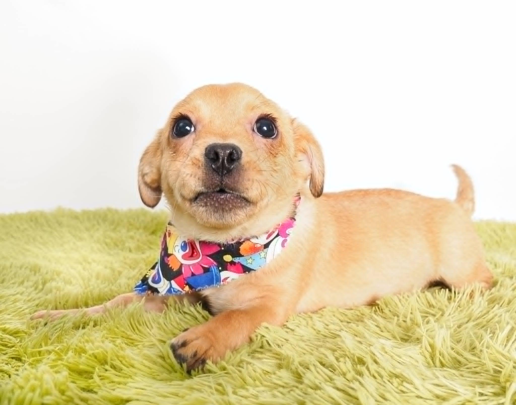 Scooby, a ADOPTABLE mixed breed in PHOENIX, AZ image 6/6