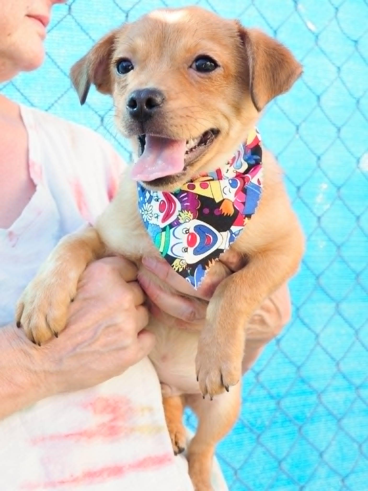 Scooby, a ADOPTABLE mixed breed in PHOENIX, AZ image 4/6