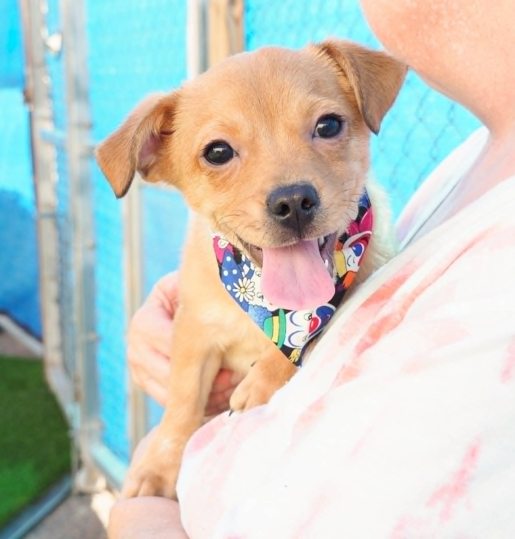 Scooby, a ADOPTABLE mixed breed in PHOENIX, AZ image 2/6