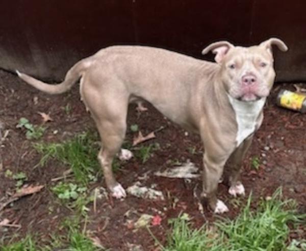 Moxi, Adoptable, Adult Female Pit Bull Terrier.