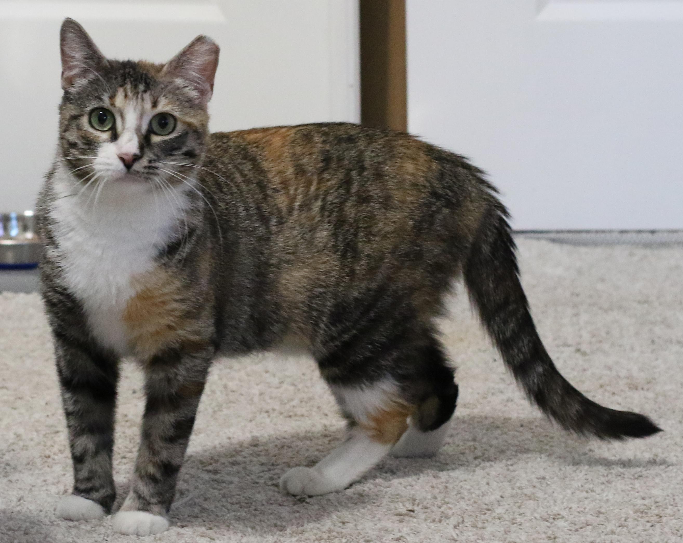 Enlarge Little Miss Harriet! , an adoptable Domestic Short Hair in Palm Coast, FL image 3/3