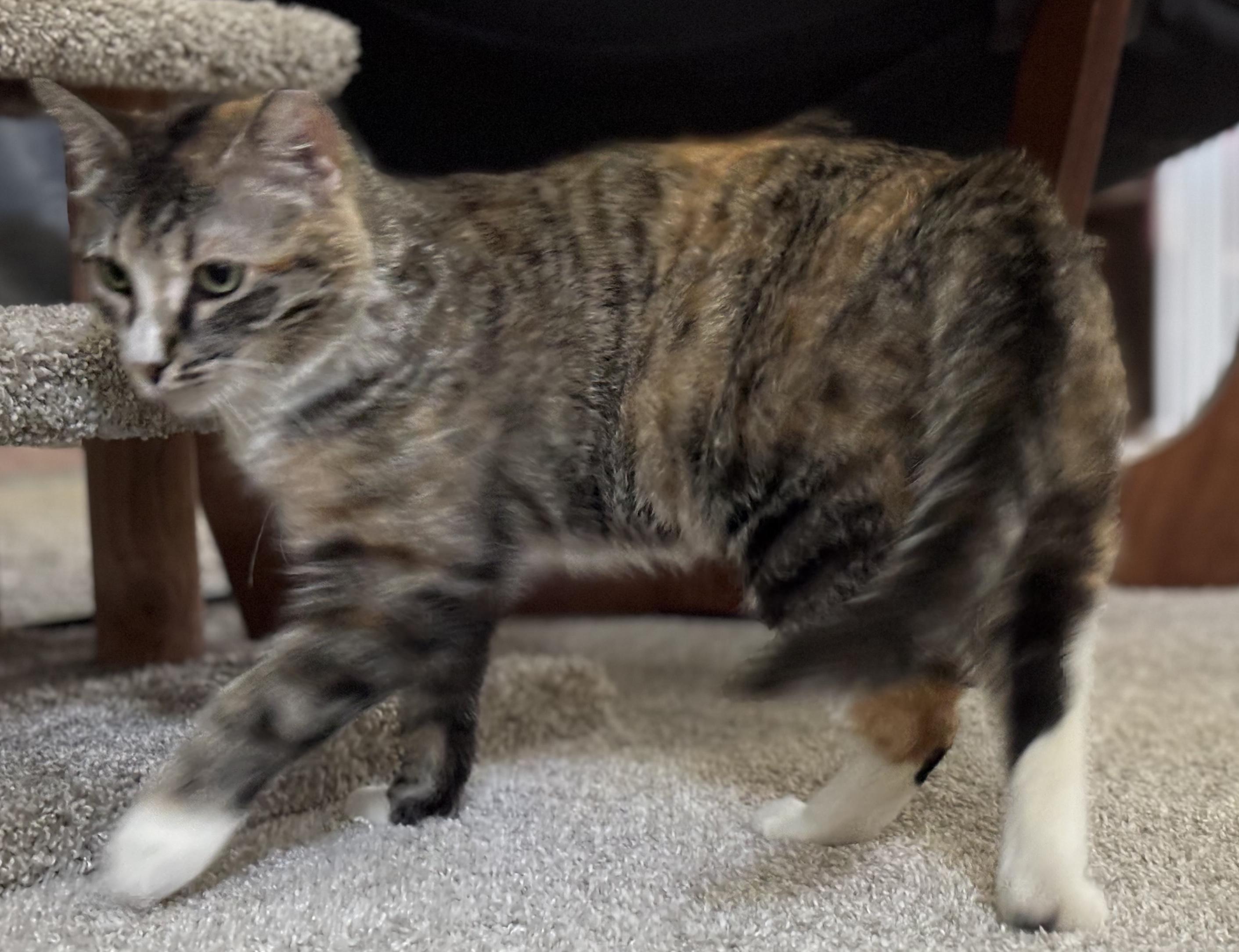 Enlarge Little Miss Harriet! , an adoptable Domestic Short Hair in Palm Coast, FL image 2/3