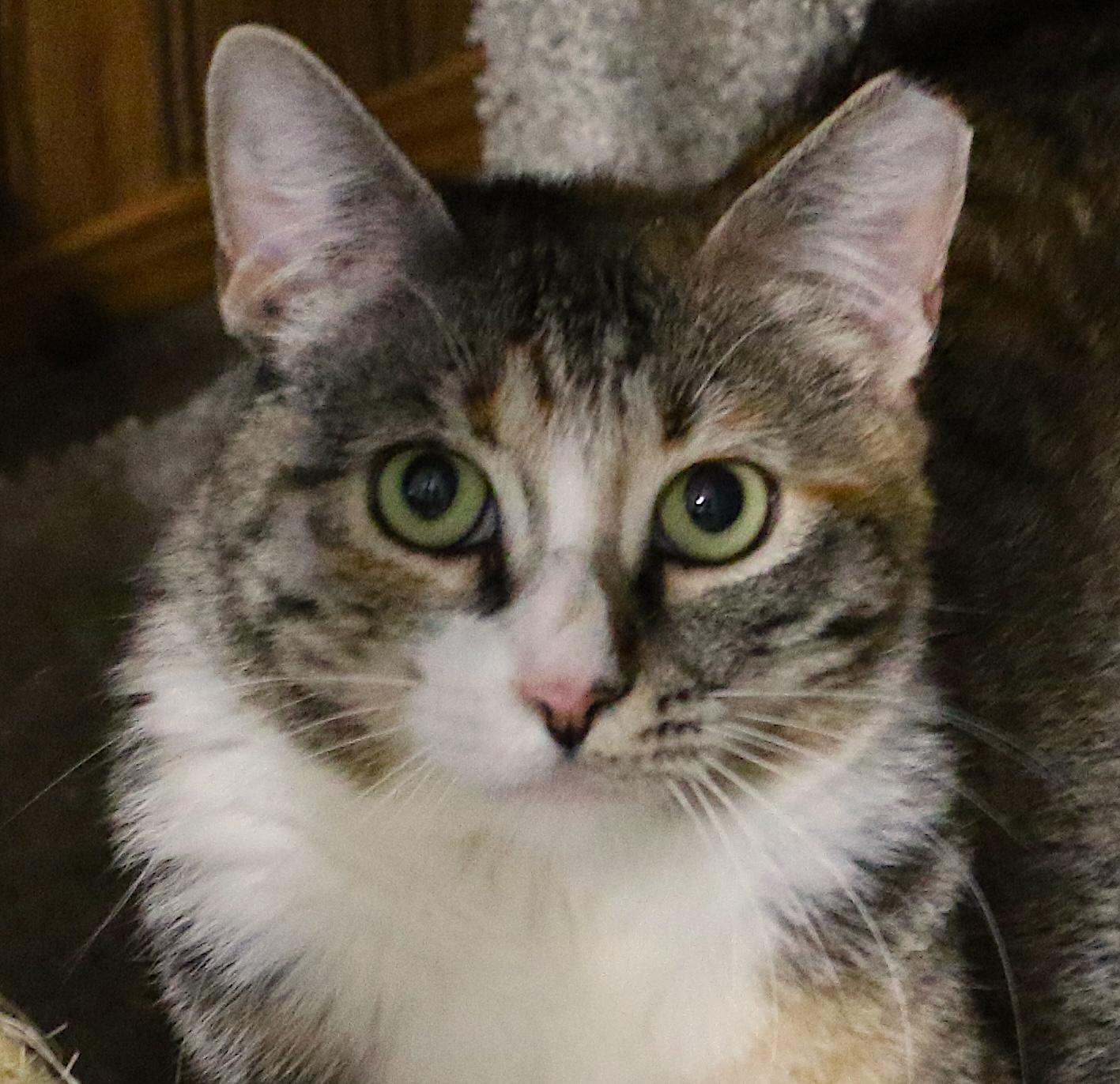 Little Miss Harriet! , adoptable, Adult Female Domestic Short Hair.