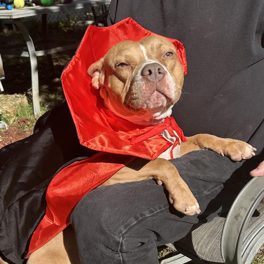 Muppet ~ ADOPTION FEE WAIVED!, a Adoptable Pit Bull Terrier in Chicago, IL image 3/6