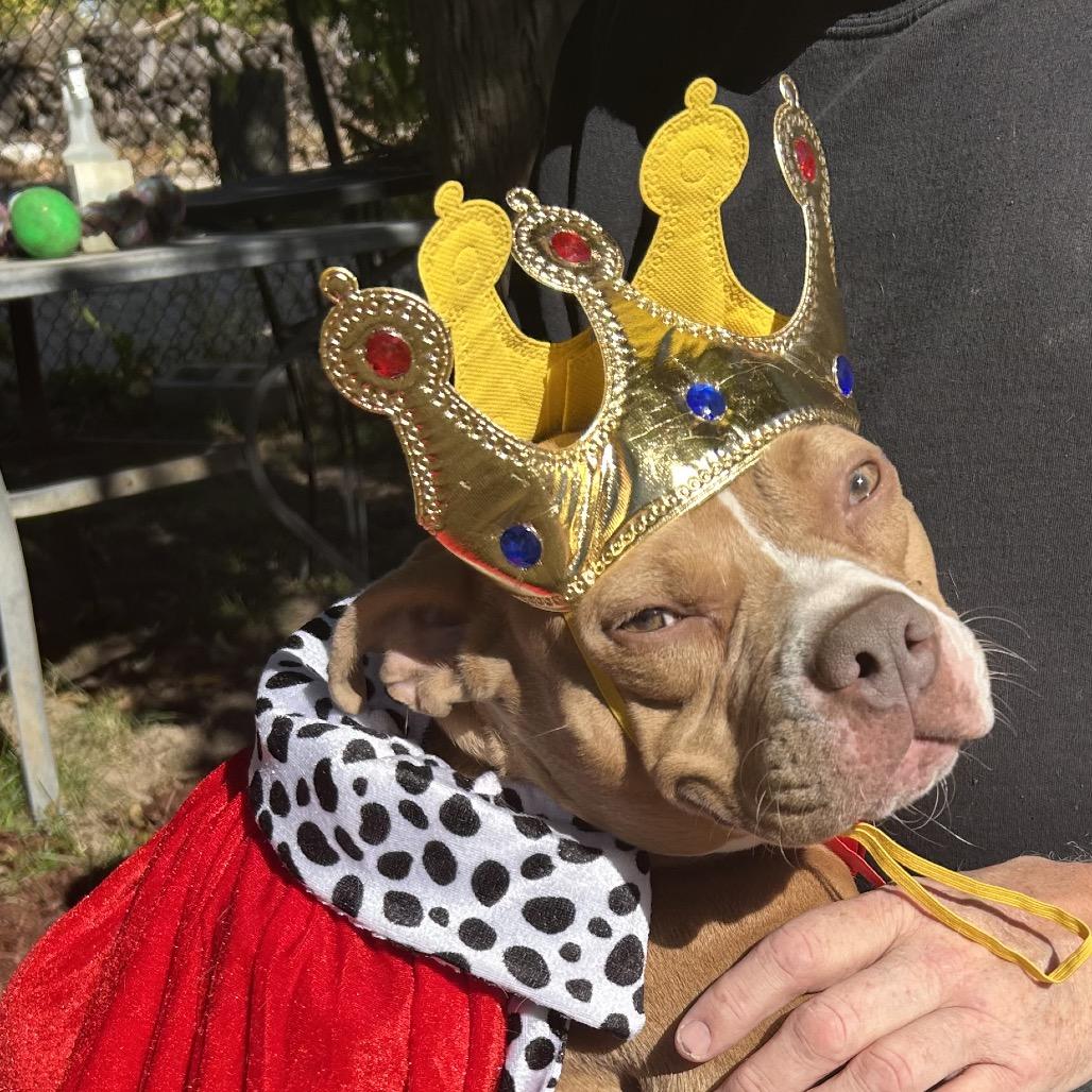 Muppet ~ ADOPTION FEE WAIVED!, a Adoptable Pit Bull Terrier in Chicago, IL image 4/6