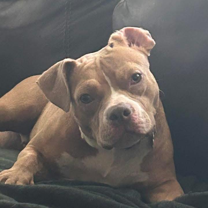 Muppet ~ ADOPTION FEE WAIVED!, Adoptable, Adult Female Pit Bull Terrier.