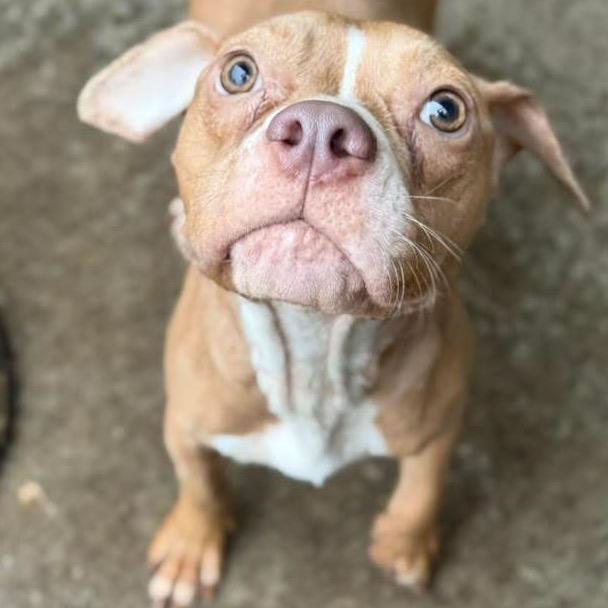Muppet ~ ADOPTION FEE WAIVED!, a Adoptable Pit Bull Terrier in Chicago, IL image 2/6