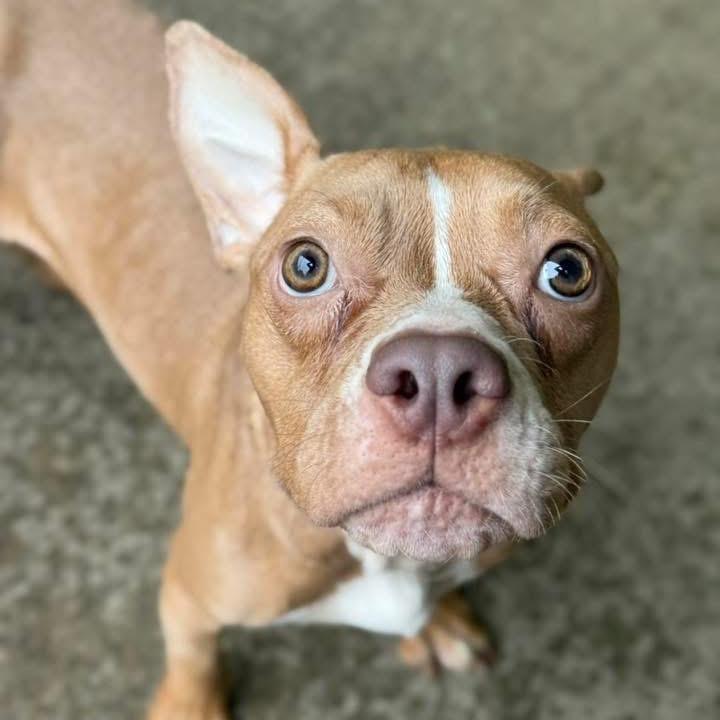 Muppet ~ ADOPTION FEE WAIVED!, a Adoptable Pit Bull Terrier in Chicago, IL image 5/6