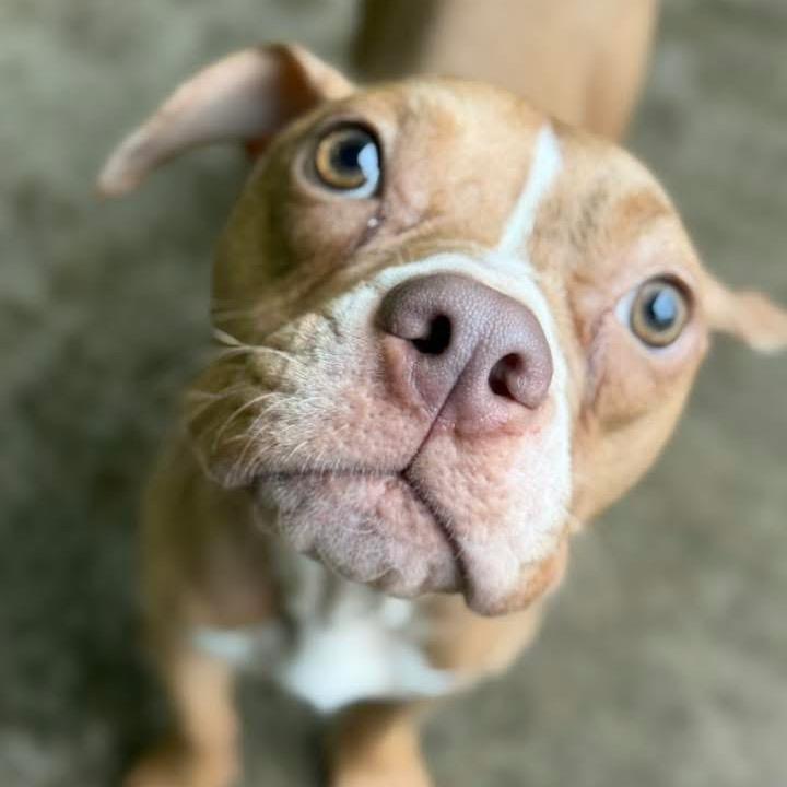Muppet ~ ADOPTION FEE WAIVED!, a Adoptable Pit Bull Terrier in Chicago, IL image 6/6