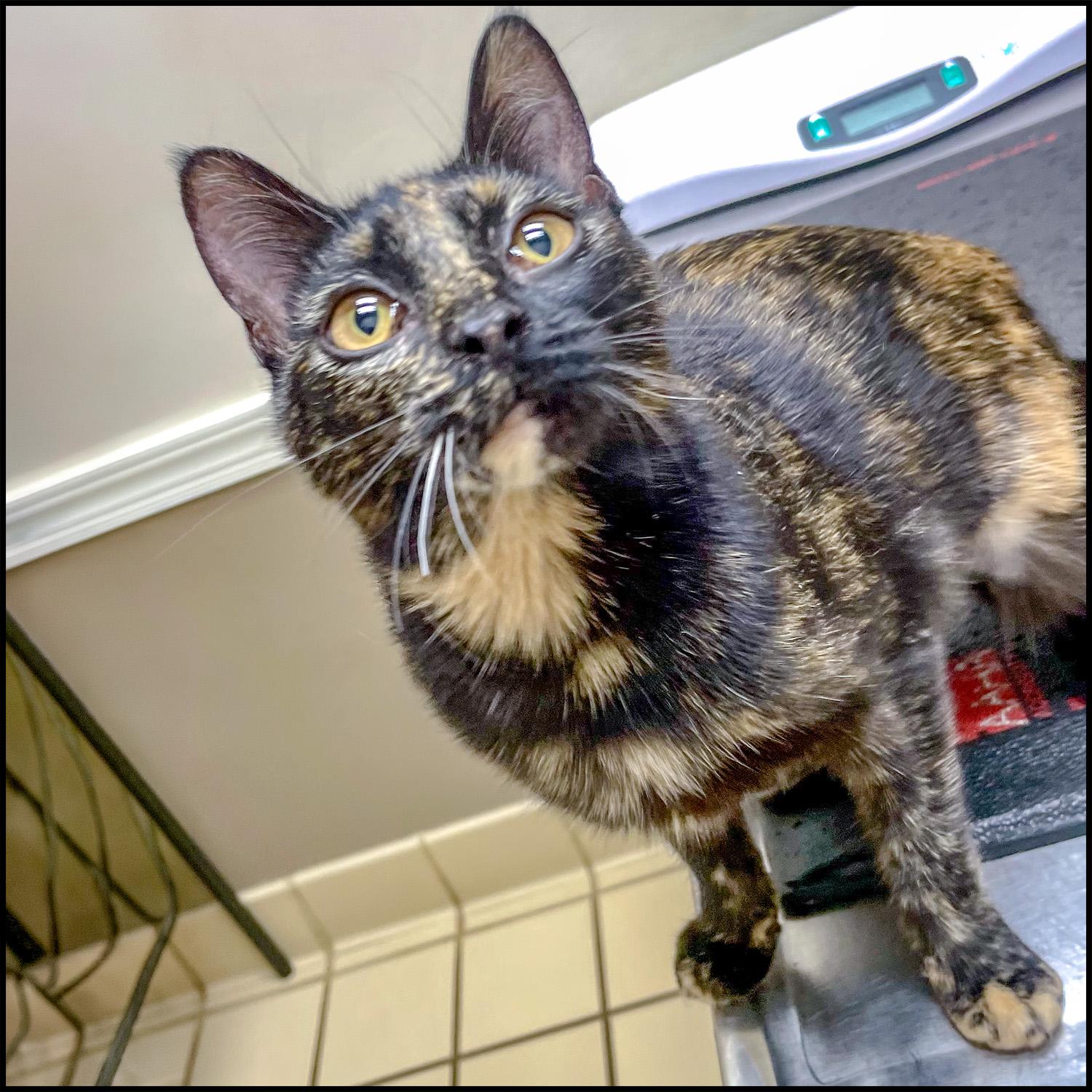 Amber, adopted, Young Female Domestic Short Hair & Tortoiseshell.