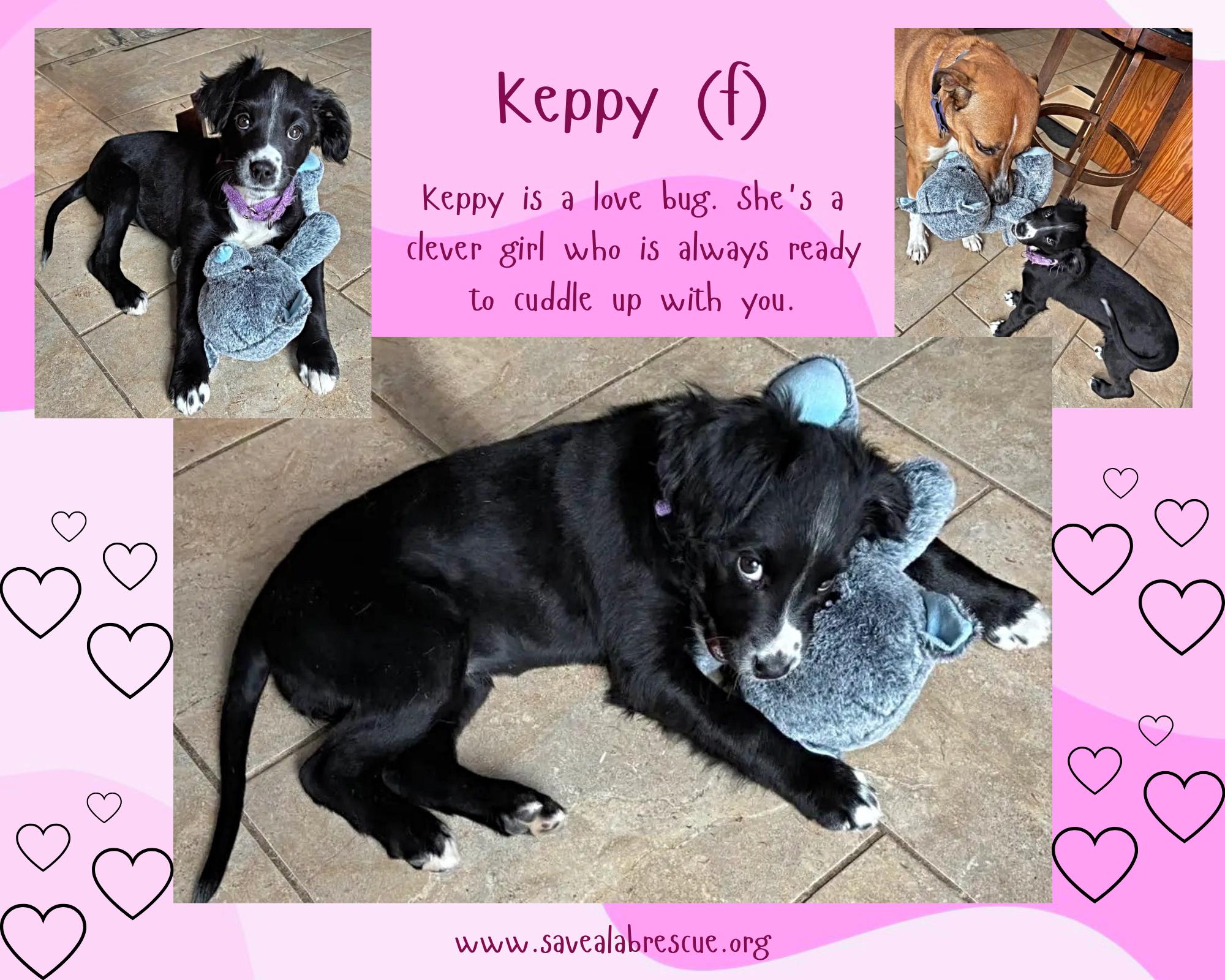 Keppy, Adoptable, Puppy Female Labrador Retriever & Black Labrador Retriever.