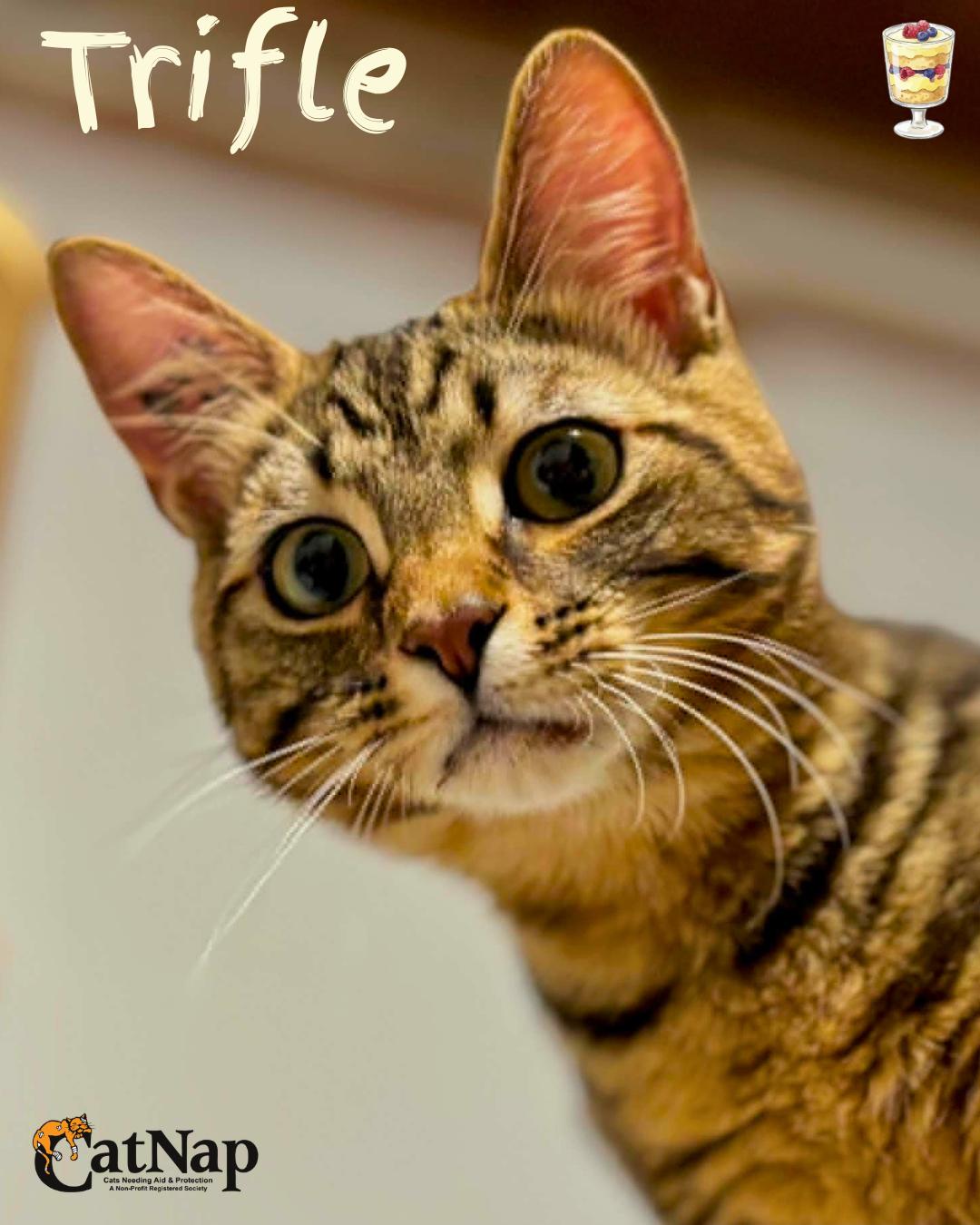 Enlarge Trifle, a ADOPTABLE Domestic Short Hair in Nanaimo, BC image 1/6