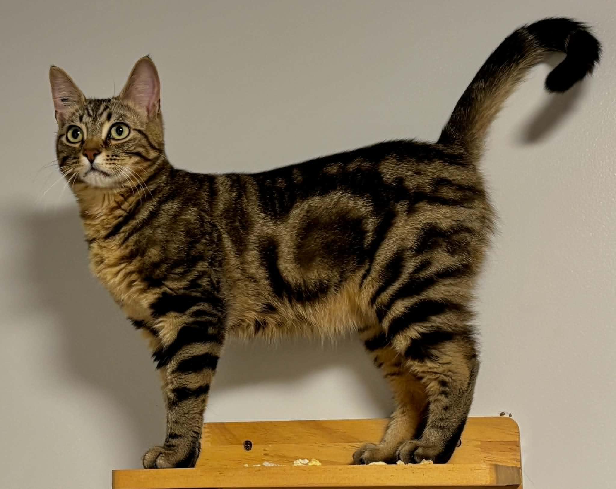 Enlarge Trifle, a ADOPTABLE Domestic Short Hair in Nanaimo, BC image 3/6