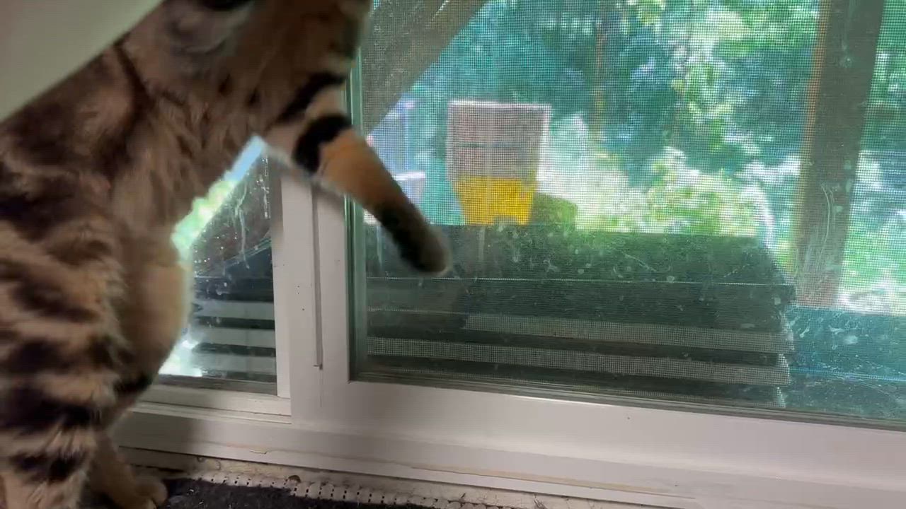 Enlarge Trifle, a ADOPTABLE Domestic Short Hair in Nanaimo, BC video 6/6