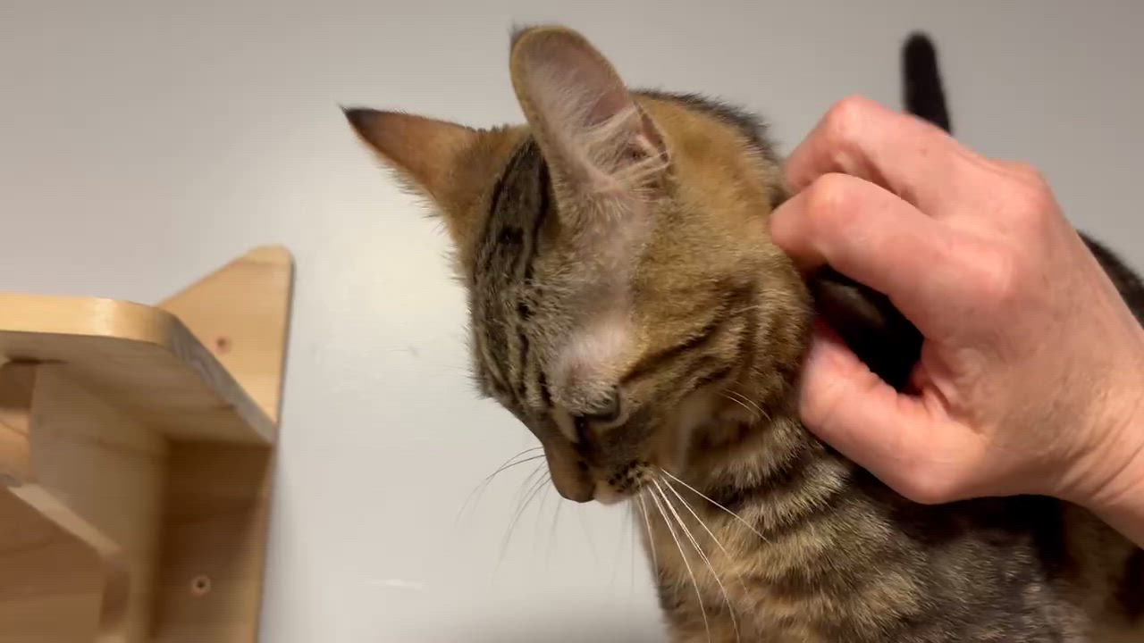 Enlarge Trifle, a ADOPTABLE Domestic Short Hair in Nanaimo, BC video 5/6