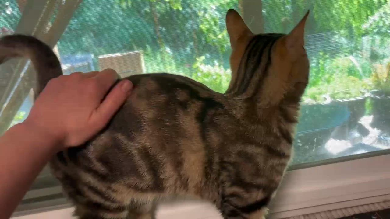 Enlarge Trifle, a ADOPTABLE Domestic Short Hair in Nanaimo, BC video 4/6