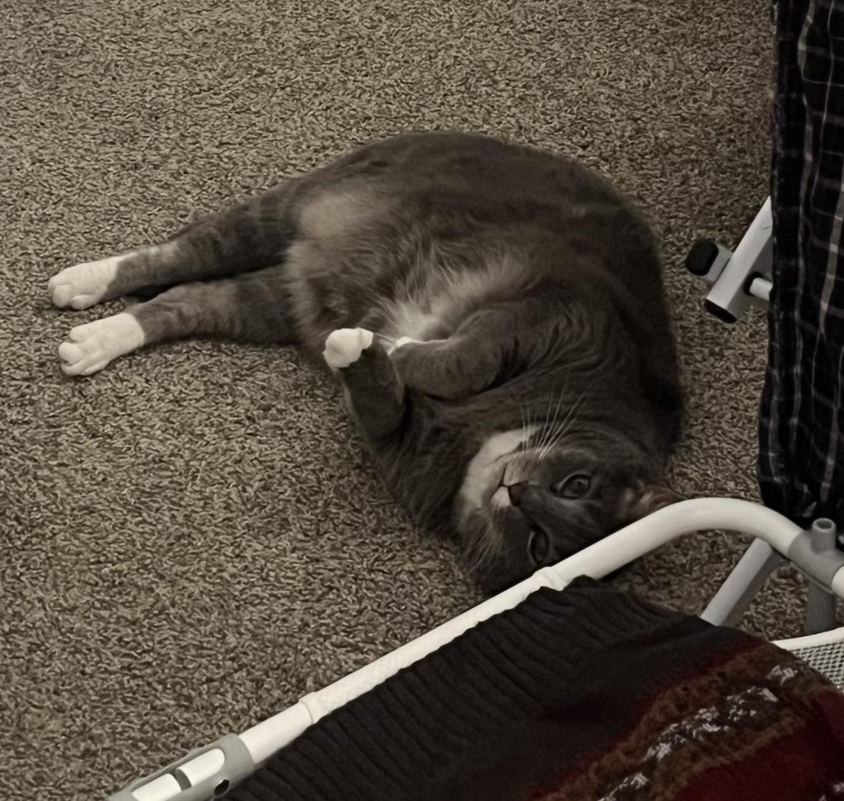 Enlarge Cora, a ADOPTABLE Domestic Short Hair in Columbus, OH image 5/5