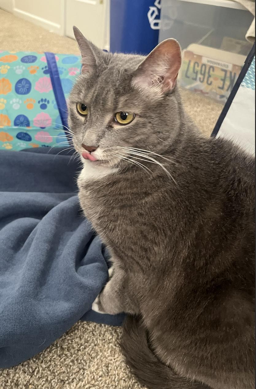 Enlarge Cora, a ADOPTABLE Domestic Short Hair in Columbus, OH image 2/5
