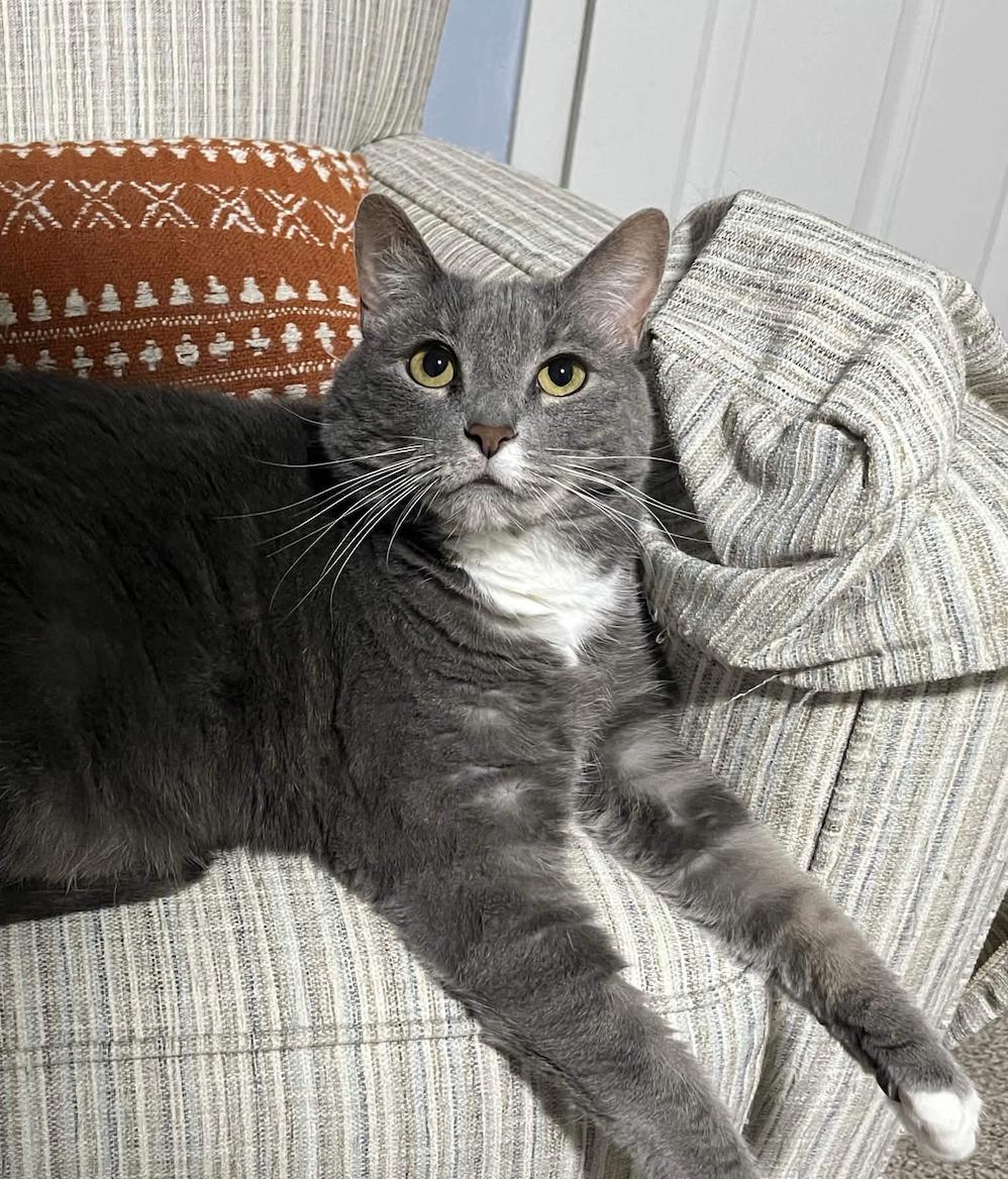 Cora, ADOPTABLE, Adult Female Domestic Short Hair.