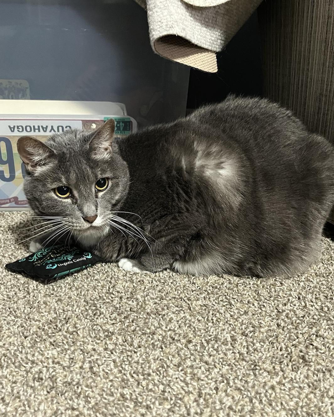 Enlarge Cora, a ADOPTABLE Domestic Short Hair in Columbus, OH image 4/5