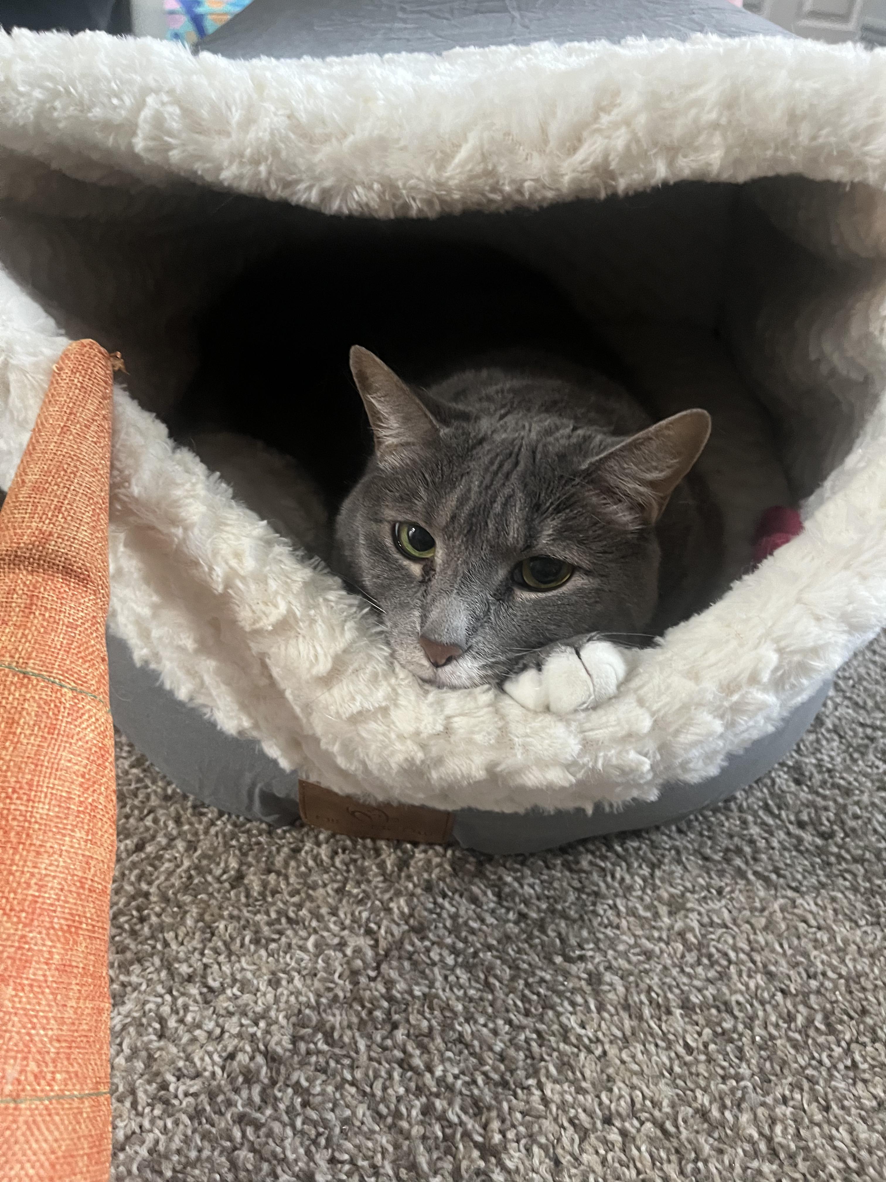 Cora, ADOPTABLE, Adult Female Domestic Short Hair.