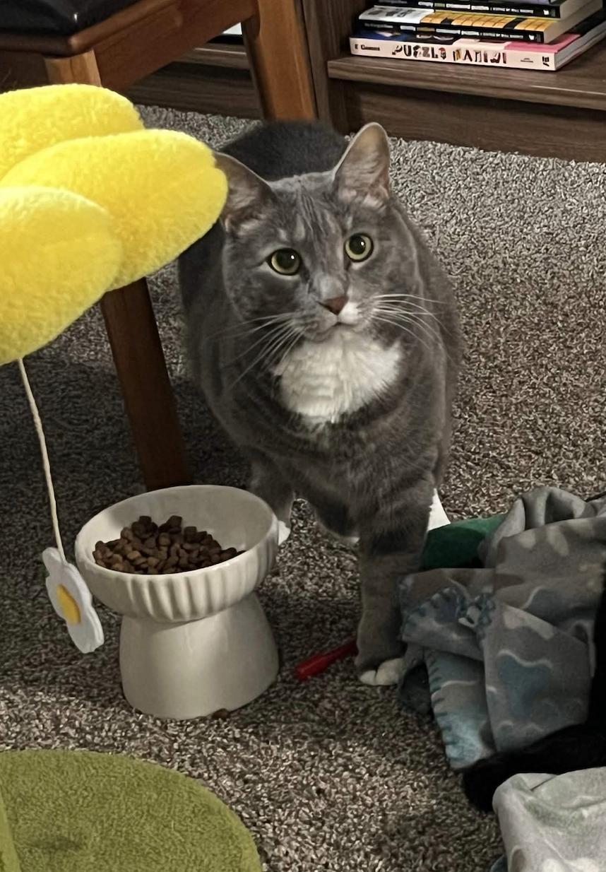 Enlarge Cora, a ADOPTABLE Domestic Short Hair in Columbus, OH image 3/5