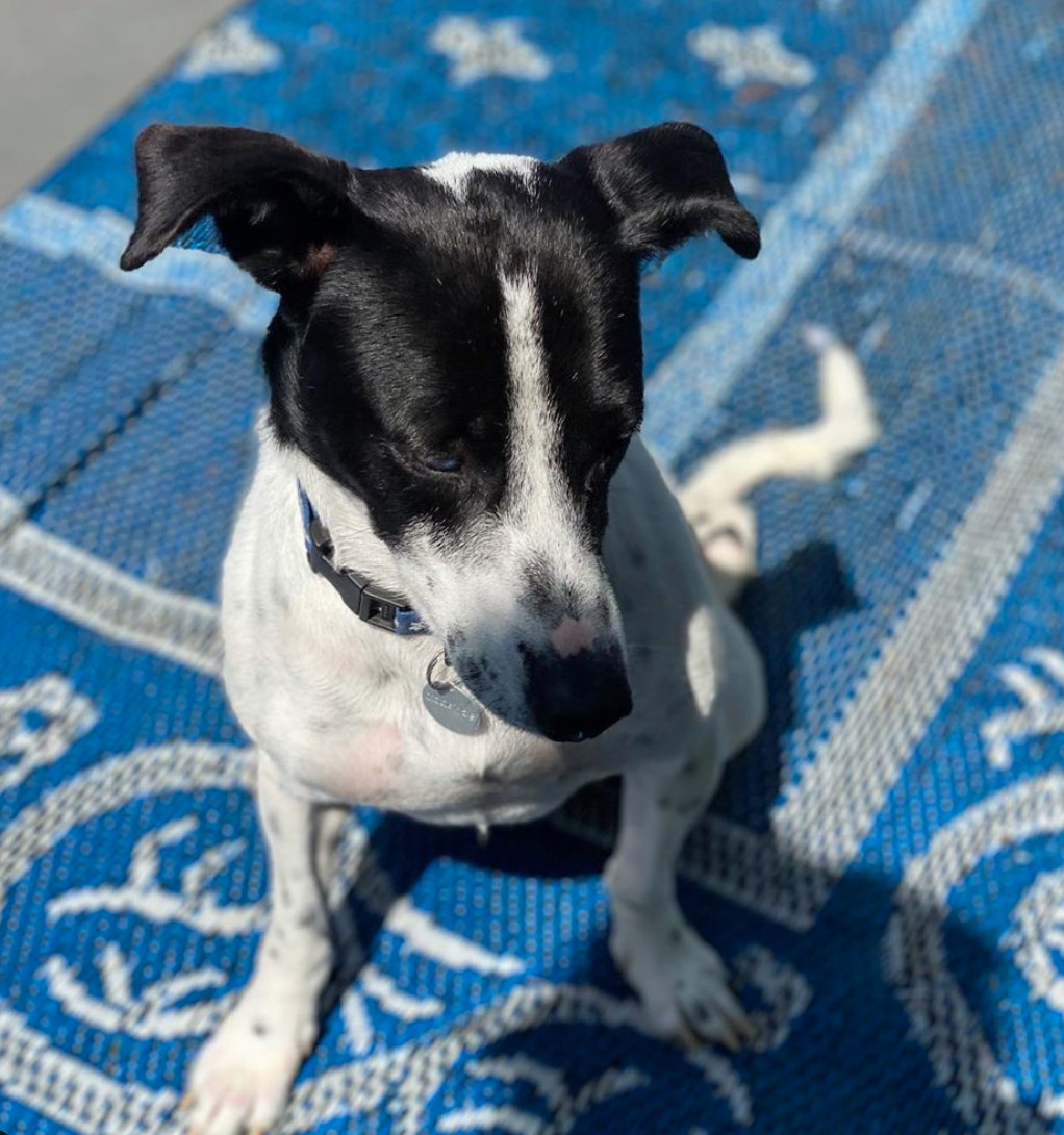 Manchitas, Adoptable, Adult Female Terrier & German Shorthaired Pointer.