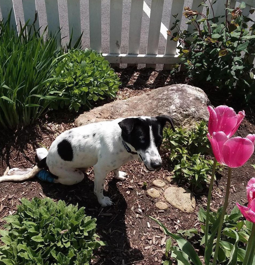 Enlarge Manchitas, a Adoptable mixed breed in Port Jeff Station, NY image 2/4