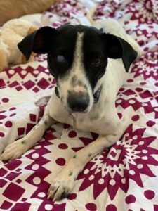 Enlarge Manchitas, a Adoptable mixed breed in Port Jeff Station, NY image 3/4