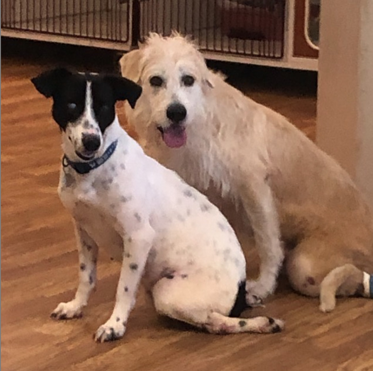 Enlarge Manchitas, a Adoptable mixed breed in Port Jeff Station, NY image 4/4