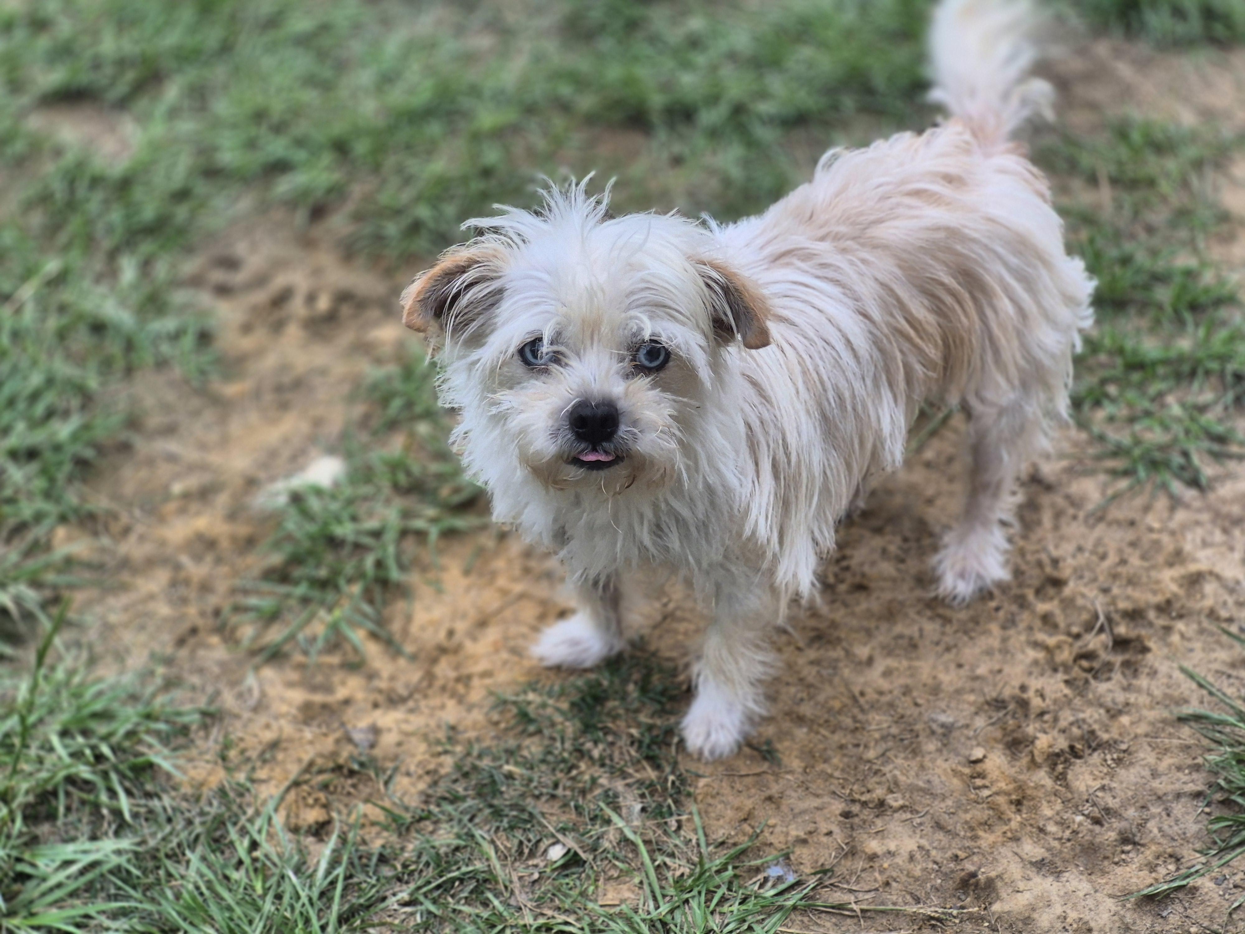 Enlarge Sarah, a ADOPTABLE mixed breed in metairie, LA image 4/4