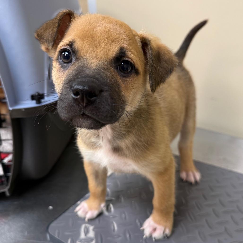 Ronald — thumbnail 3