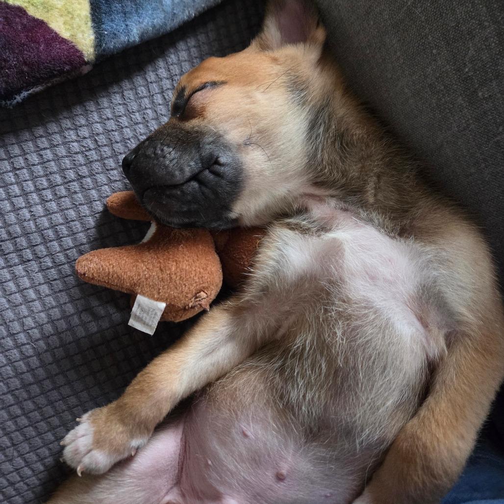 Ronald — thumbnail 5