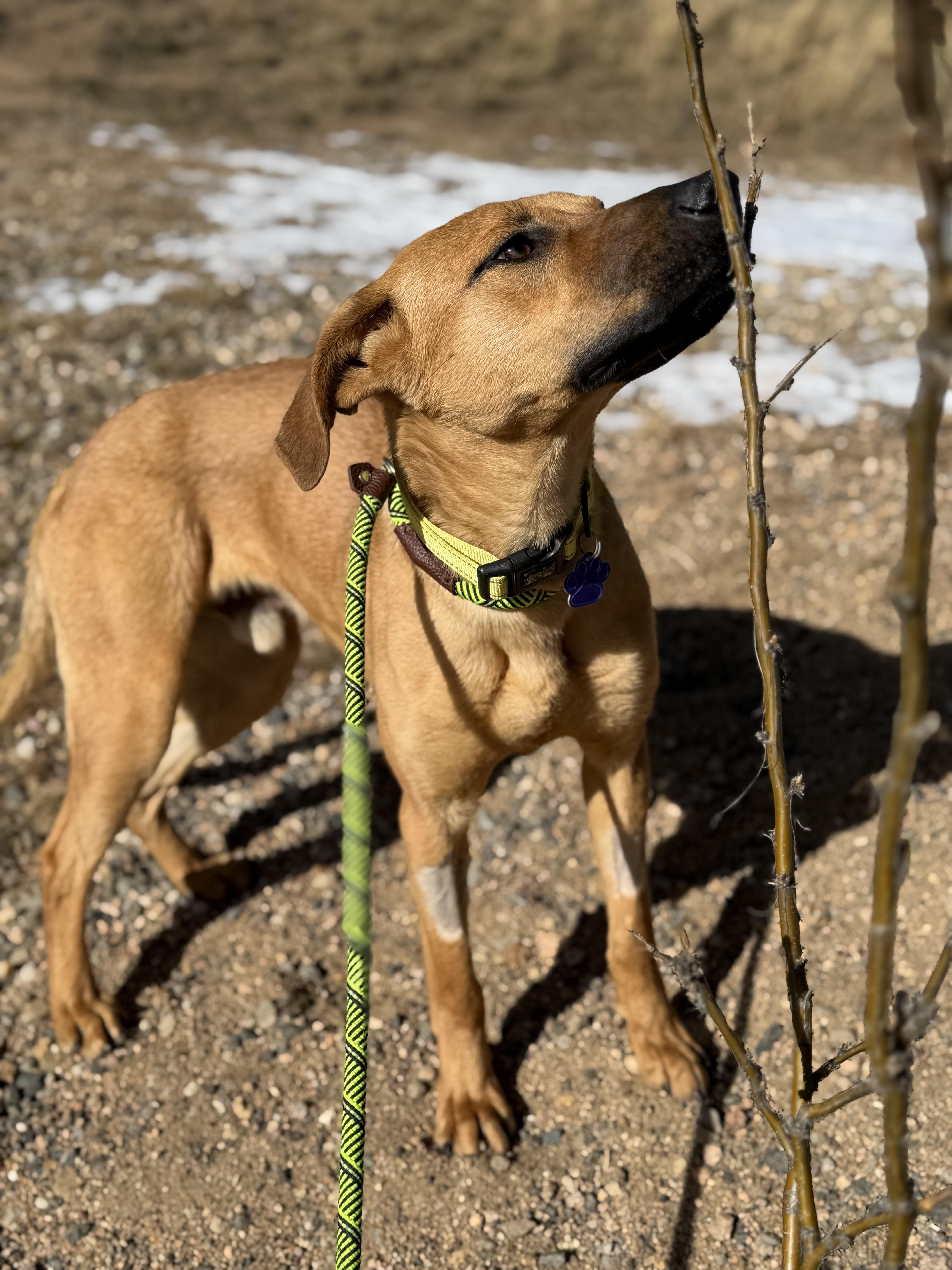 Enlarge Russ, an adopted mixed breed in Loveland, CO image 5/5