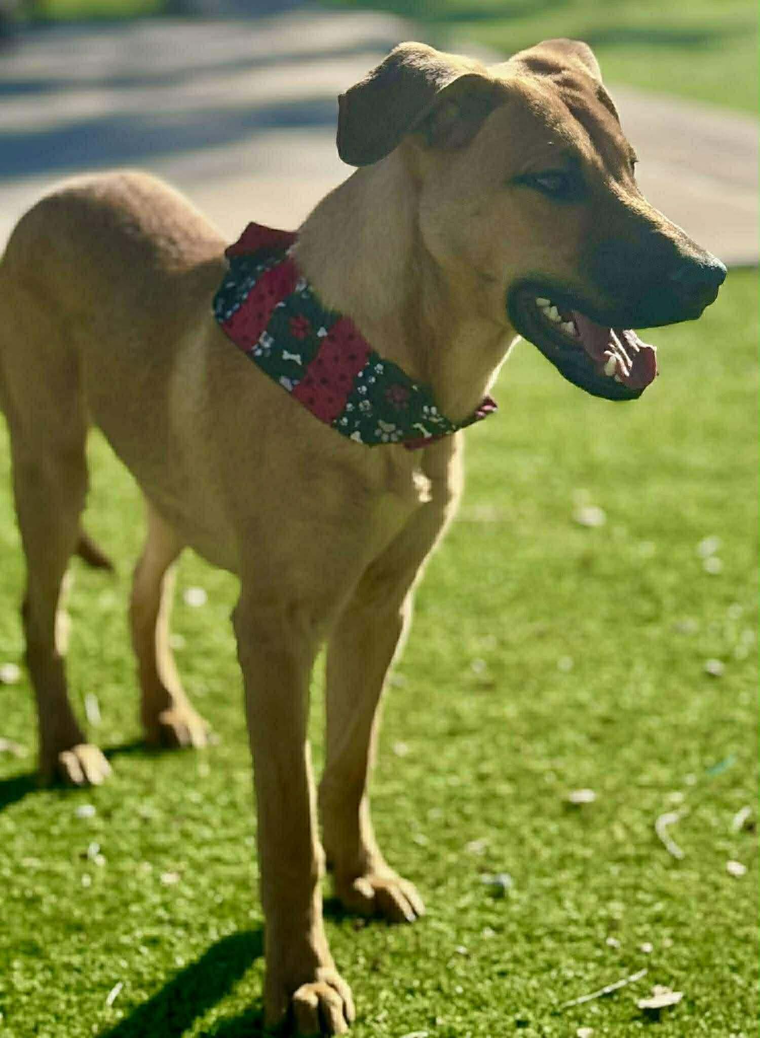 Rus, ADOPTABLE, Young Male Black Mouth Cur.